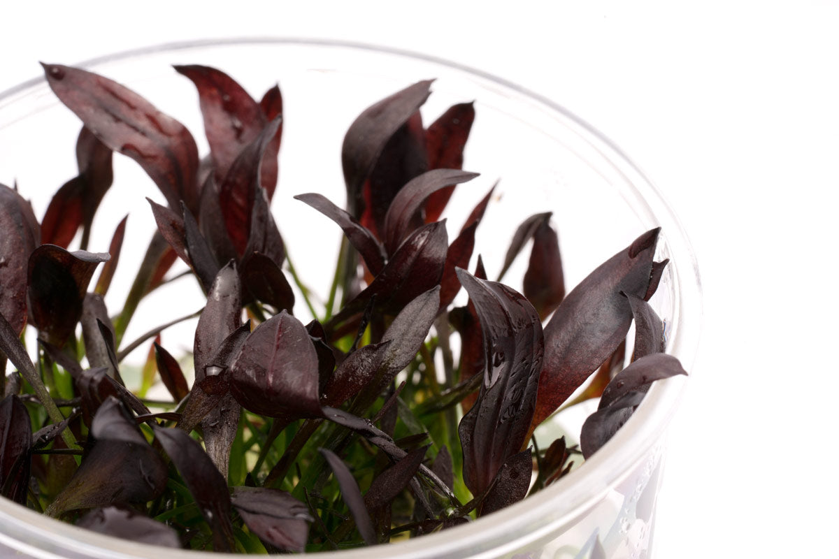 Echinodorus Aflame - Glass Aqua