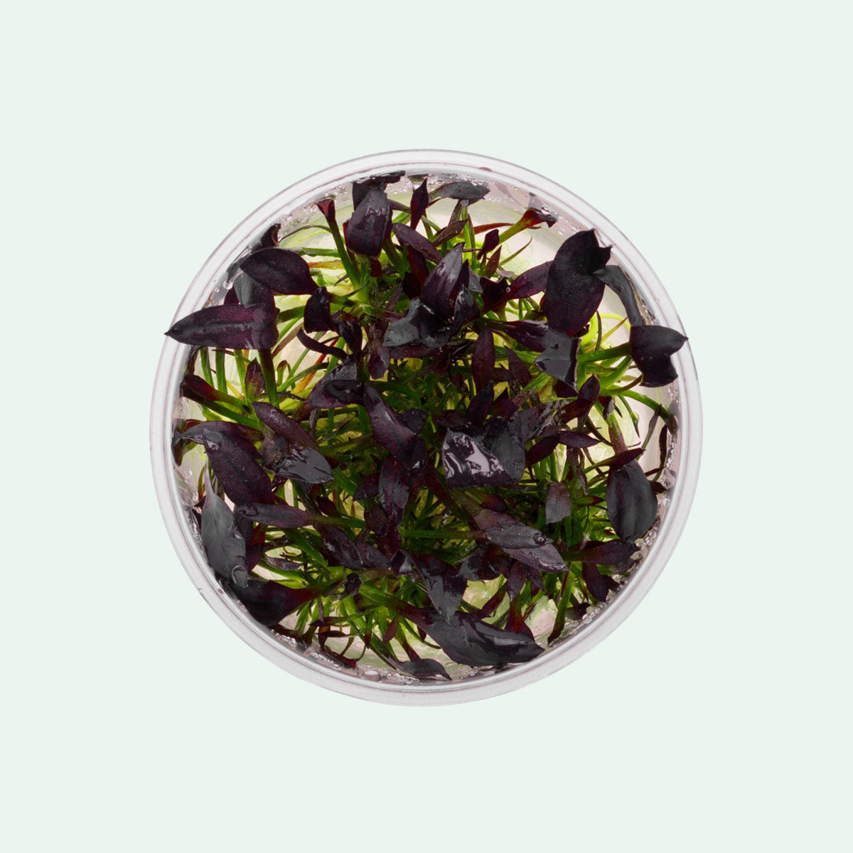 Echinodorus Aflame - Glass Aqua