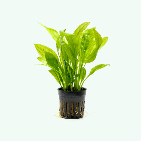 Potted Water Hyssop Beginner Freshwater Live Aquarium Plants for Fish Tank  Aquascape by Mainam_AB