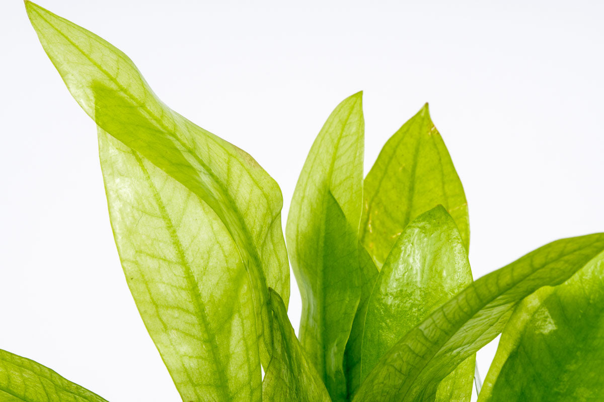 Echinodorus Amazonicus | Live Aquatic Amazon Sword Plant