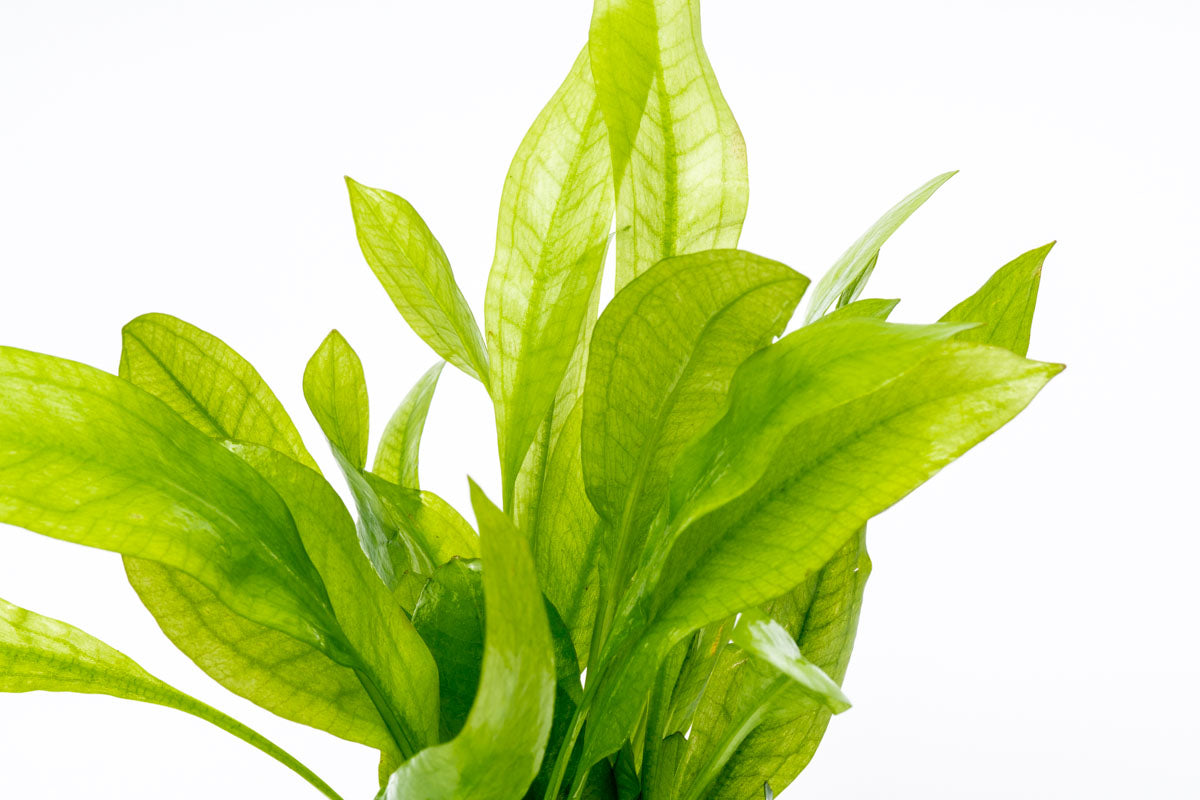 Echinodorus Amazonicus | Live Aquatic Amazon Sword Plant