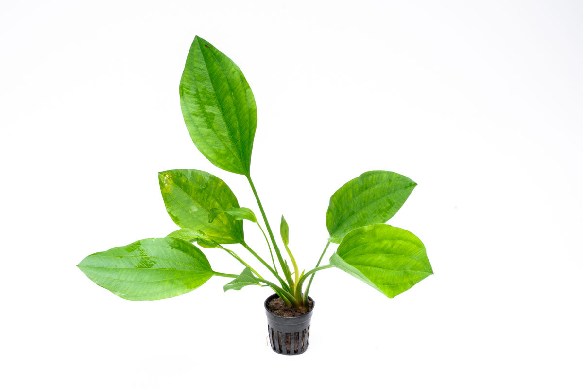 Echinodorus Argentinensis Live Aquarium Aquatic Plant - Glass Aqua