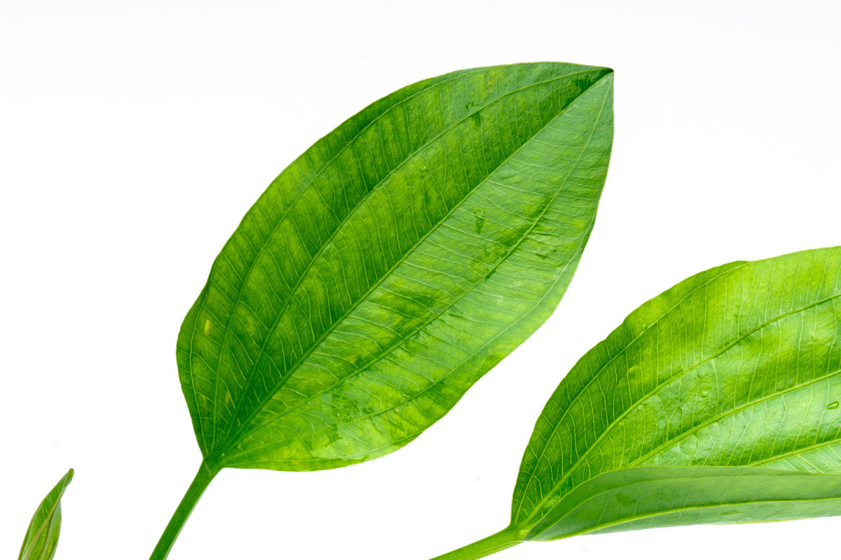 Echinodorus Argentinensis Live Aquarium Aquatic Plant - Glass Aqua