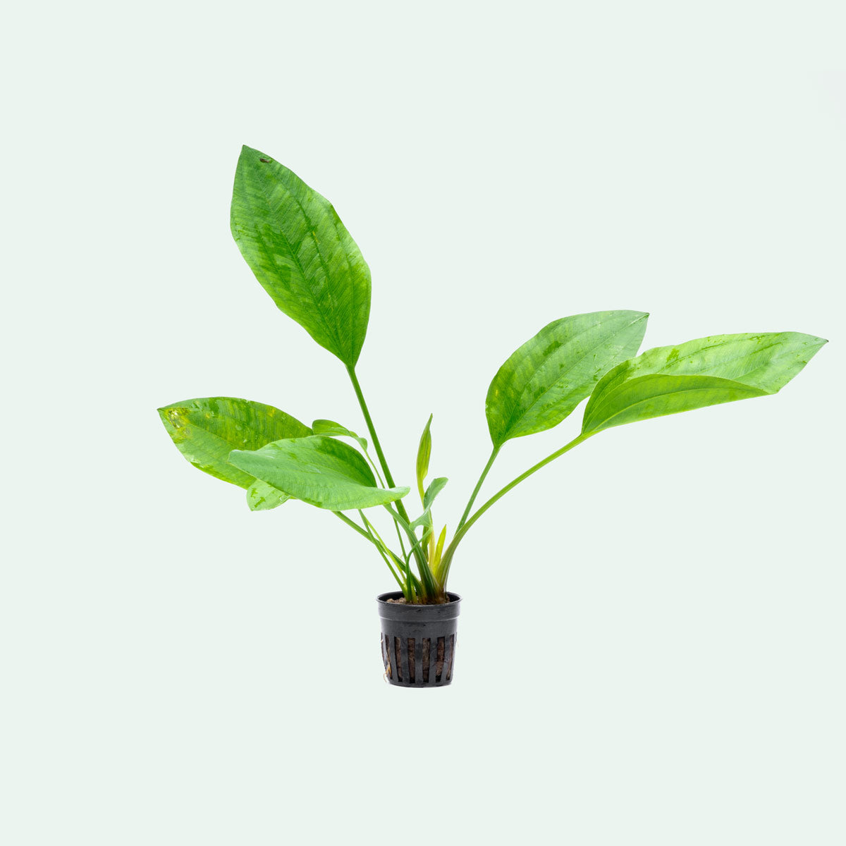 Echinodorus Argentinensis Live Aquarium Aquatic Plant - Glass Aqua