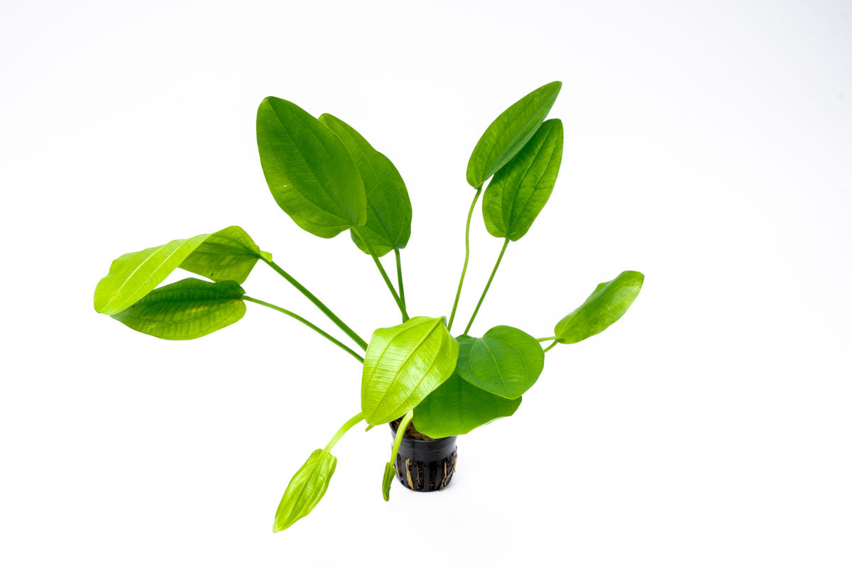 Echinodorus Ashcerianus Live Aquarium Aquatic Plant - Glass Aqua