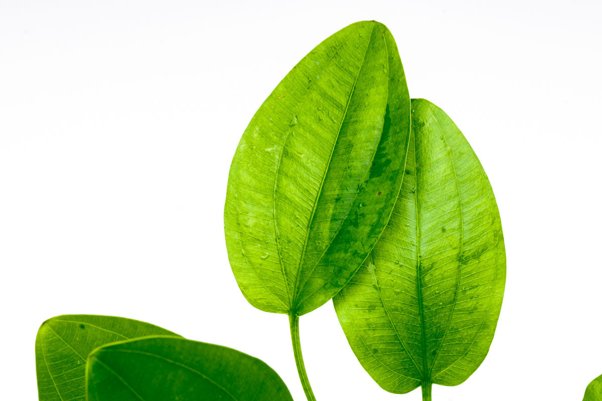 Echinodorus Ashcerianus Live Aquarium Aquatic Plant - Glass Aqua