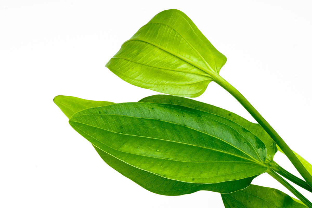 Echinodorus Ashcerianus Live Aquarium Aquatic Plant - Glass Aqua