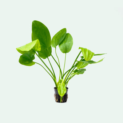 Echinodorus Ashcerianus Live Aquarium Aquatic Plant - Glass Aqua