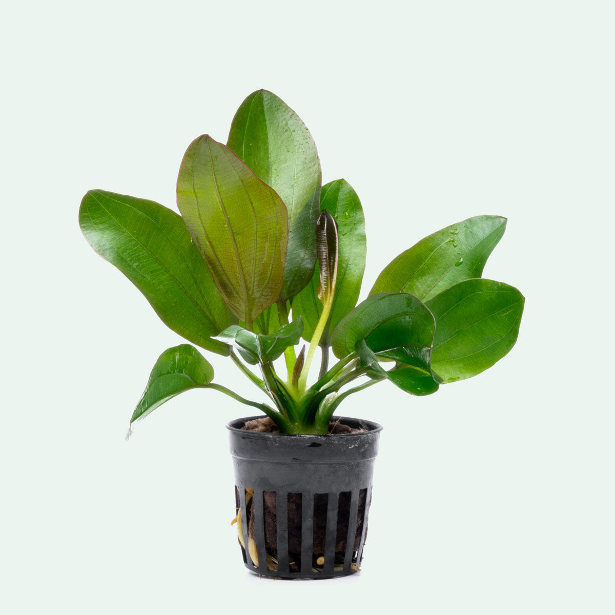 Echinodorus Barthii Live Aquarium Aquatic Plant - Glass Aqua