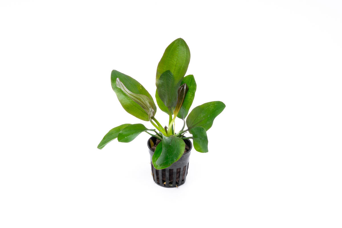 Echinodorus Barthii Live Aquarium Aquatic Plant - Glass Aqua