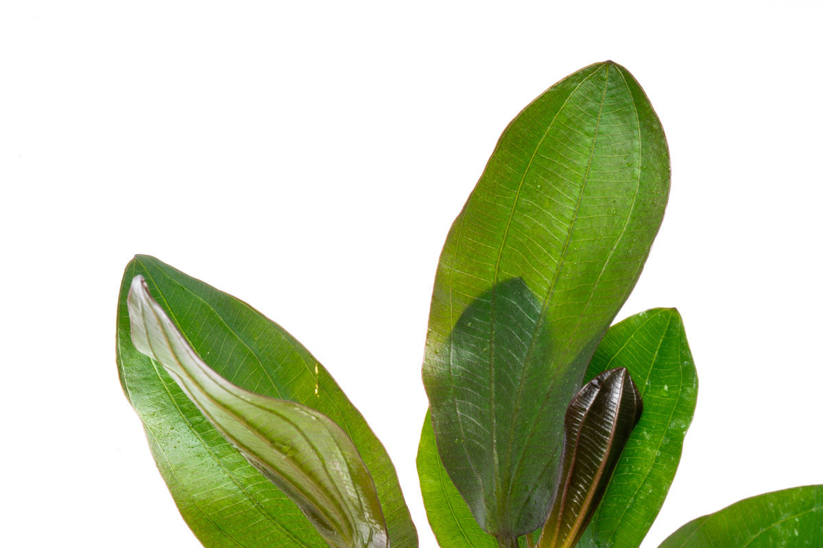 Echinodorus Barthii Live Aquarium Aquatic Plant - Glass Aqua