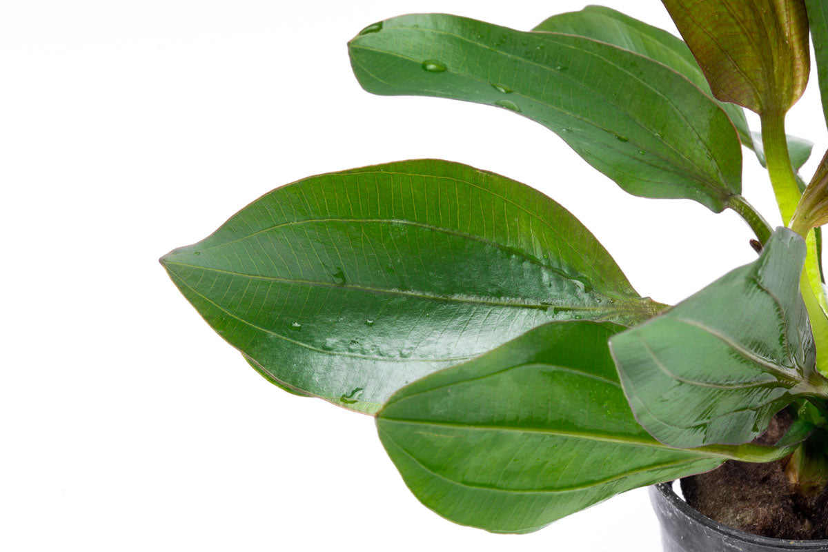 Echinodorus Barthii Live Aquarium Aquatic Plant - Glass Aqua