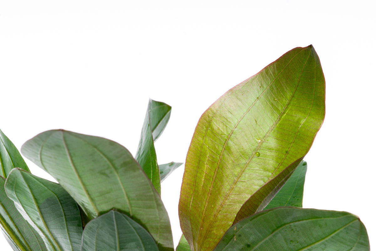 Echinodorus Barthii Live Aquarium Aquatic Plant - Glass Aqua