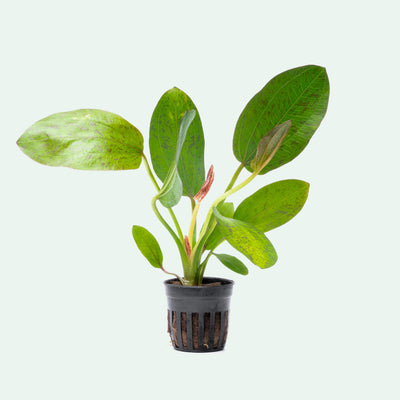 Echinodorus Bima Live Aquarium Aquatic Plant - Glass Aqua