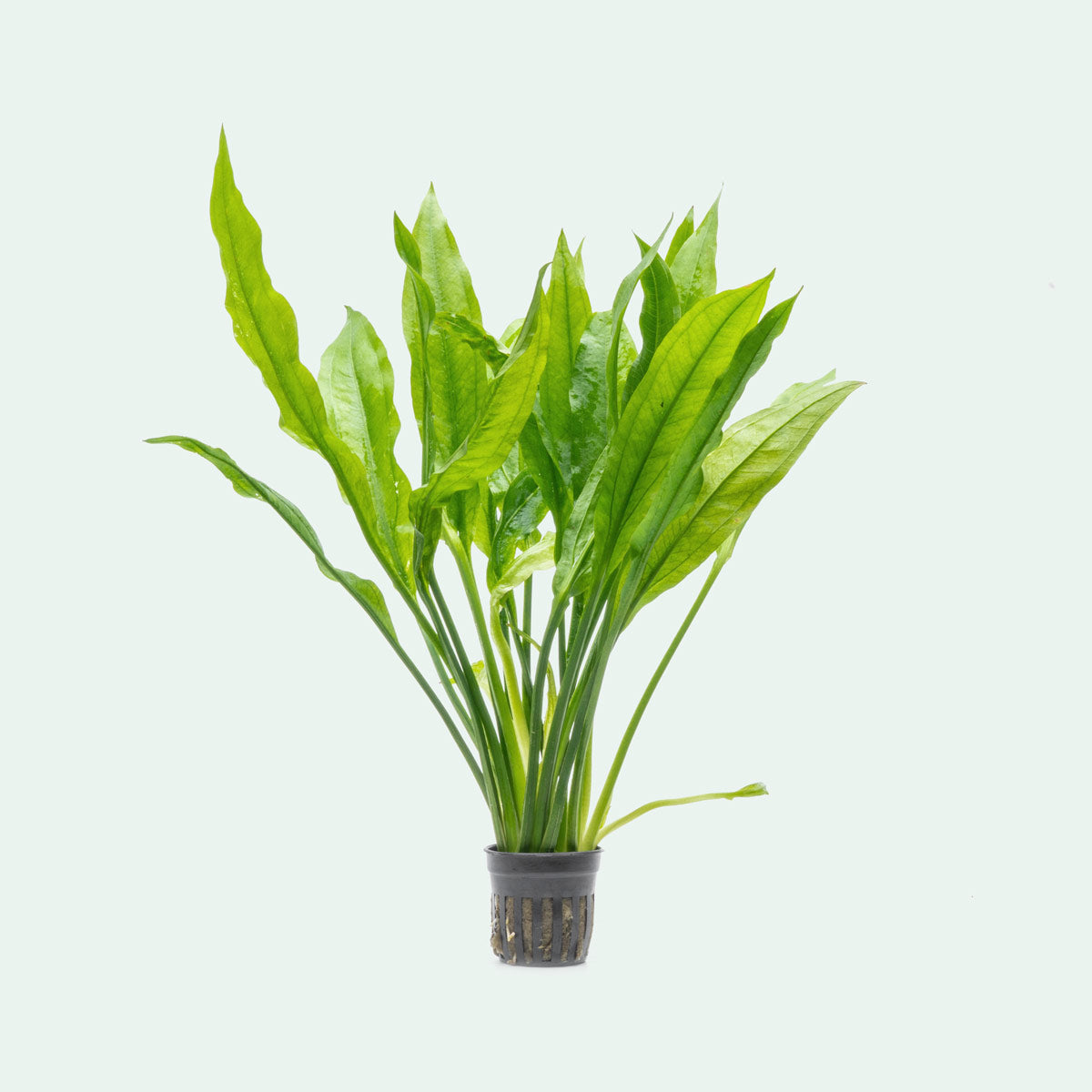 Echinodorus Bleheri Amazon Sword Tissue Culture Aquatic Plant