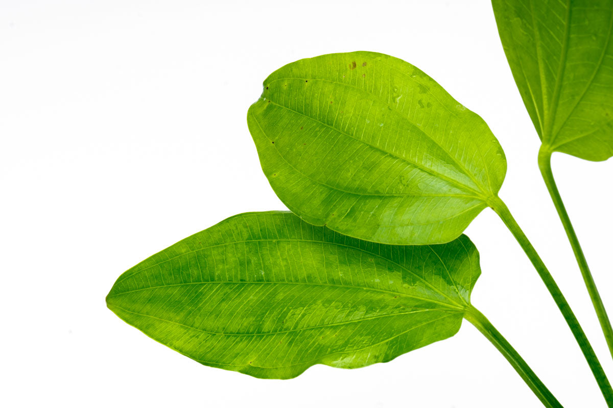 Echinodorus Cordifolius Live Aquarium Aquatic Plant - Glass Aqua