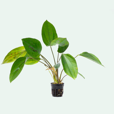 Echinodorus Cordifolius Hybrid Live Aquarium Aquatic Plant - Glass Aqua