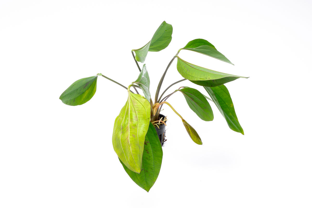 Echinodorus Cordifolius Hybrid Live Aquarium Aquatic Plant - Glass Aqua