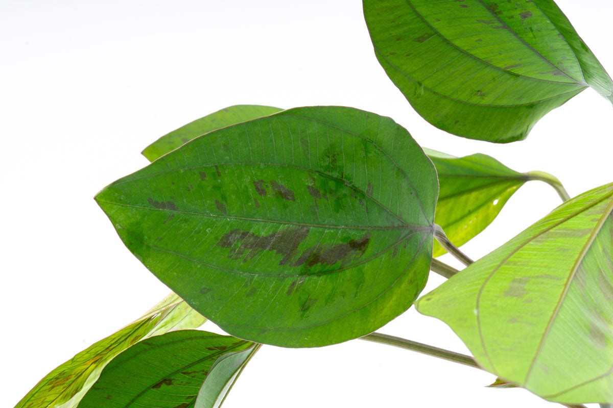 Echinodorus Cordifolius Hybrid Live Aquarium Aquatic Plant - Glass Aqua