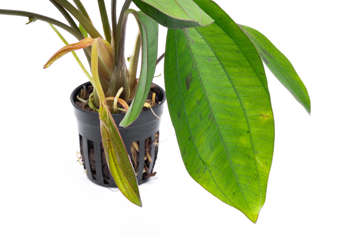 Echinodorus Cordifolius Hybrid Live Aquarium Aquatic Plant - Glass Aqua