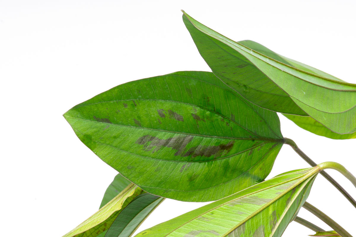 Echinodorus Cordifolius Hybrid Live Aquarium Aquatic Plant - Glass Aqua