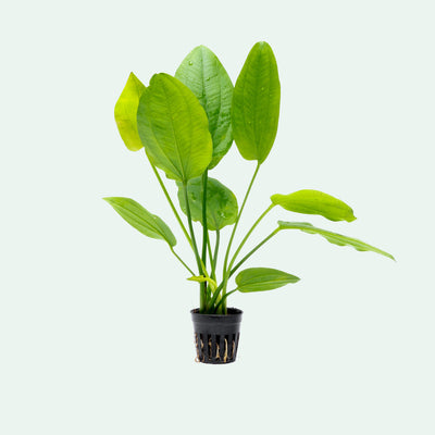 Echinodorus Cordifolius Live Aquarium Aquatic Plant - Glass Aqua