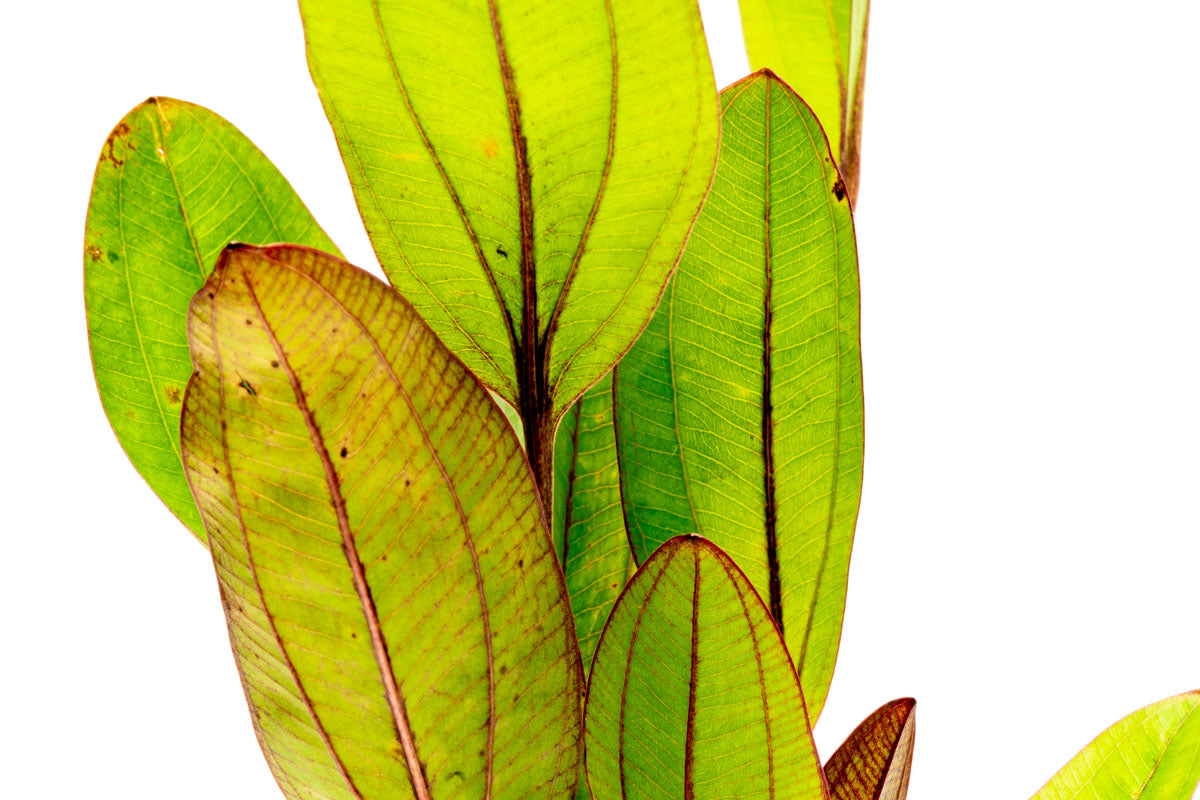 Echinodorus Devil Eye Amazon Sword Easy Beginner Aquarium Plant