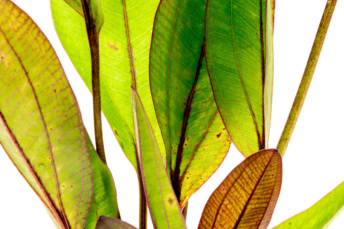 Echinodorus Devil Eye Amazon Sword Easy Beginner Aquarium Plant