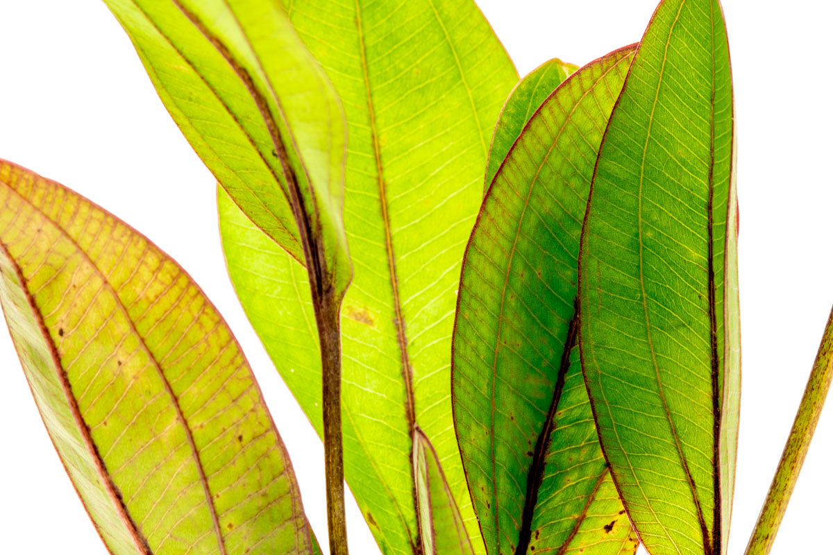 Echinodorus Devil Eye Amazon Sword Easy Beginner Aquarium Plant