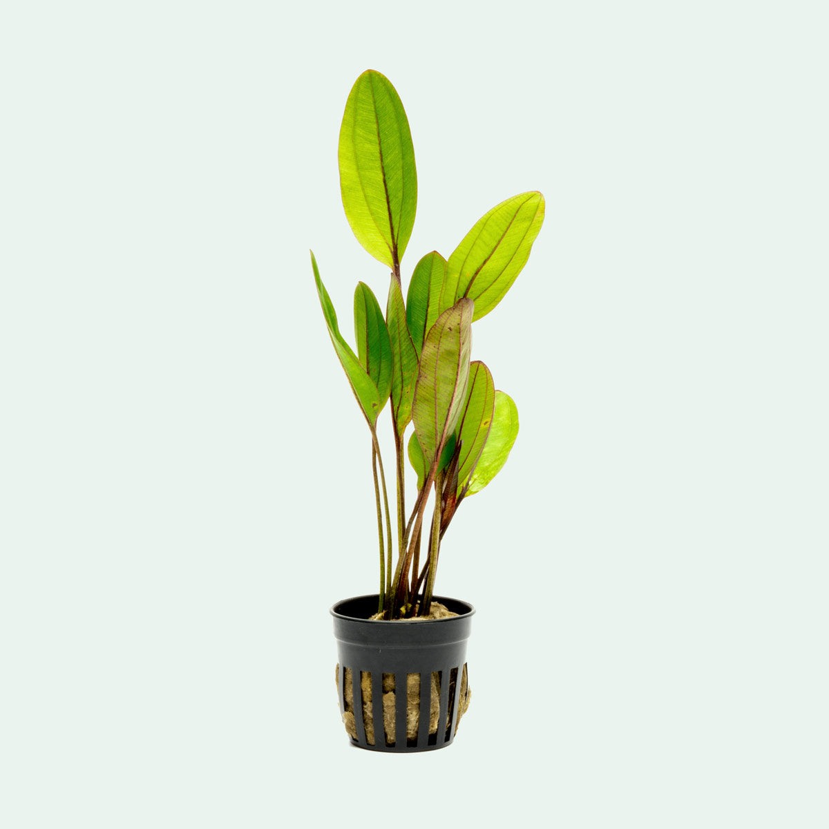 Echinodorus Devil Eye Amazon Sword Easy Beginner Aquarium Plant