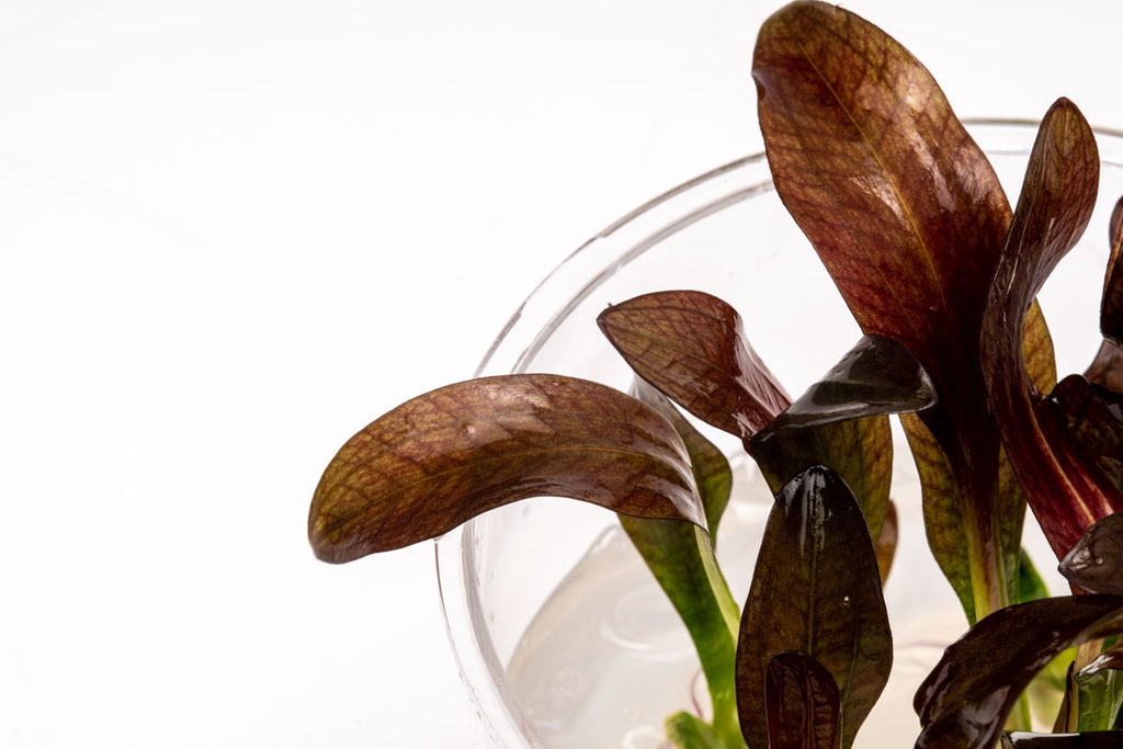Echinodorus Fancy Twist | Live Aquarium Plant for Planted Aquarium Tank