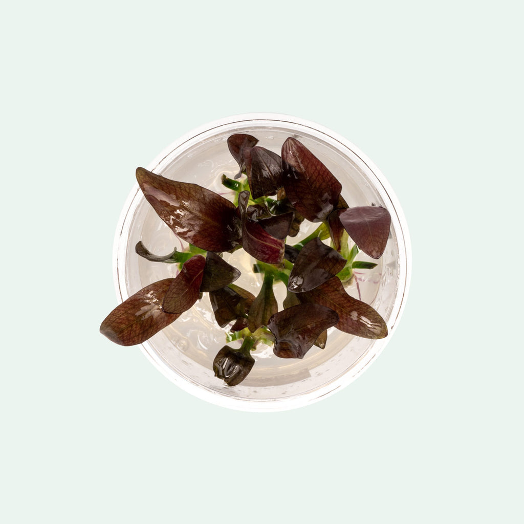 Echinodorus Fancy Twist | Live Aquarium Plant for Planted Aquarium Tank