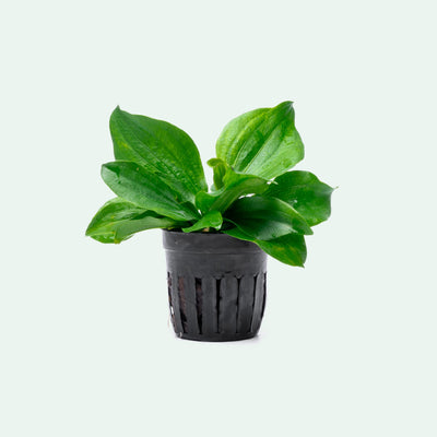 Echinodorus Gabrielli Live Aquarium Aquatic Plant - Glass Aqua