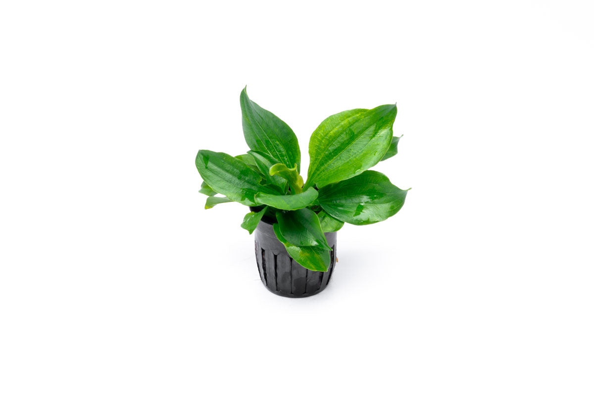 Echinodorus Gabrielli Live Aquarium Aquatic Plant - Glass Aqua