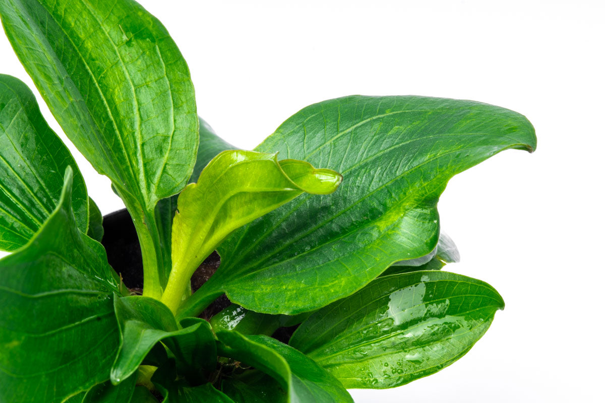 Echinodorus Gabrielli Live Aquarium Aquatic Plant - Glass Aqua