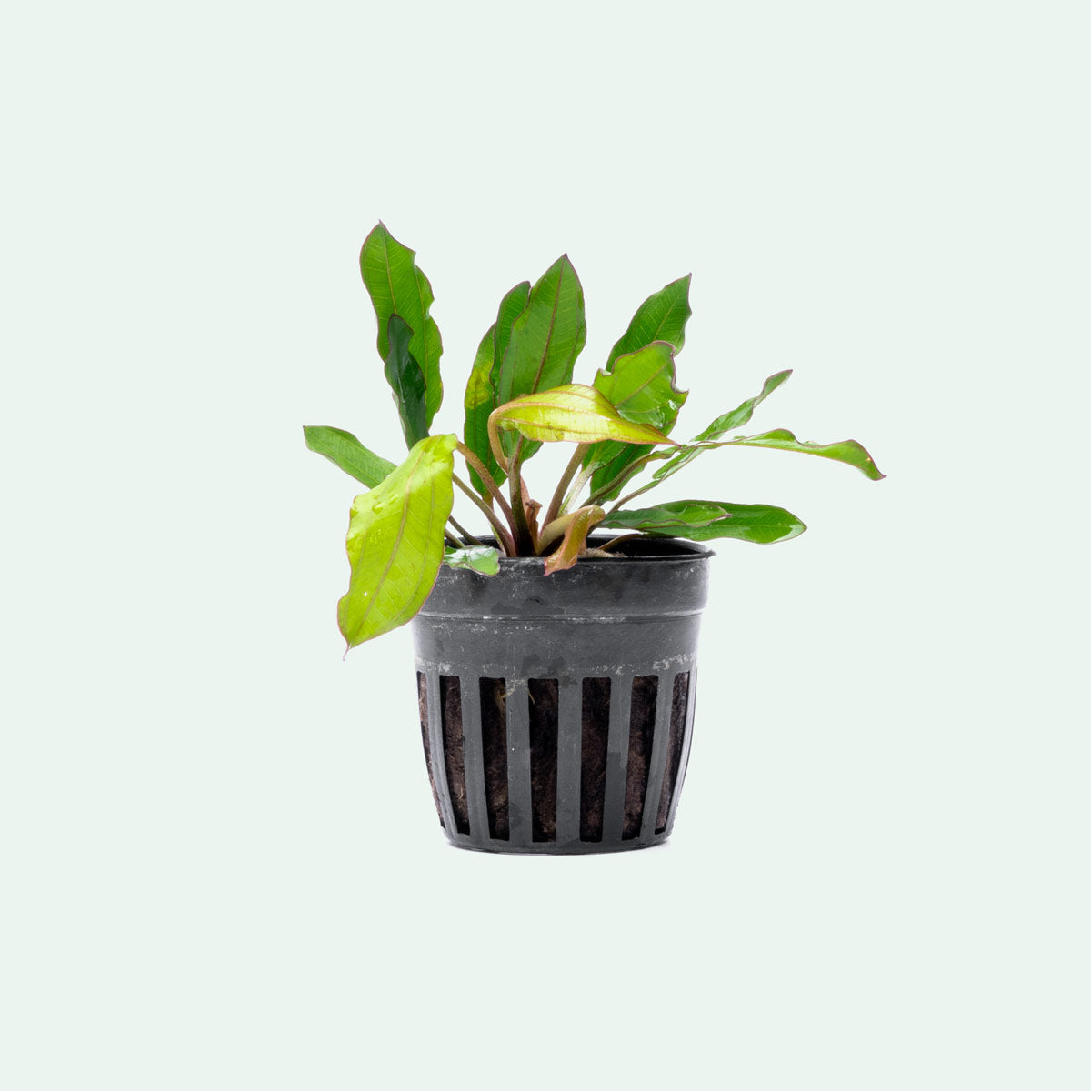Echinodorus Green Chameleon Live Aquarium Aquatic Plant - Glass Aqua