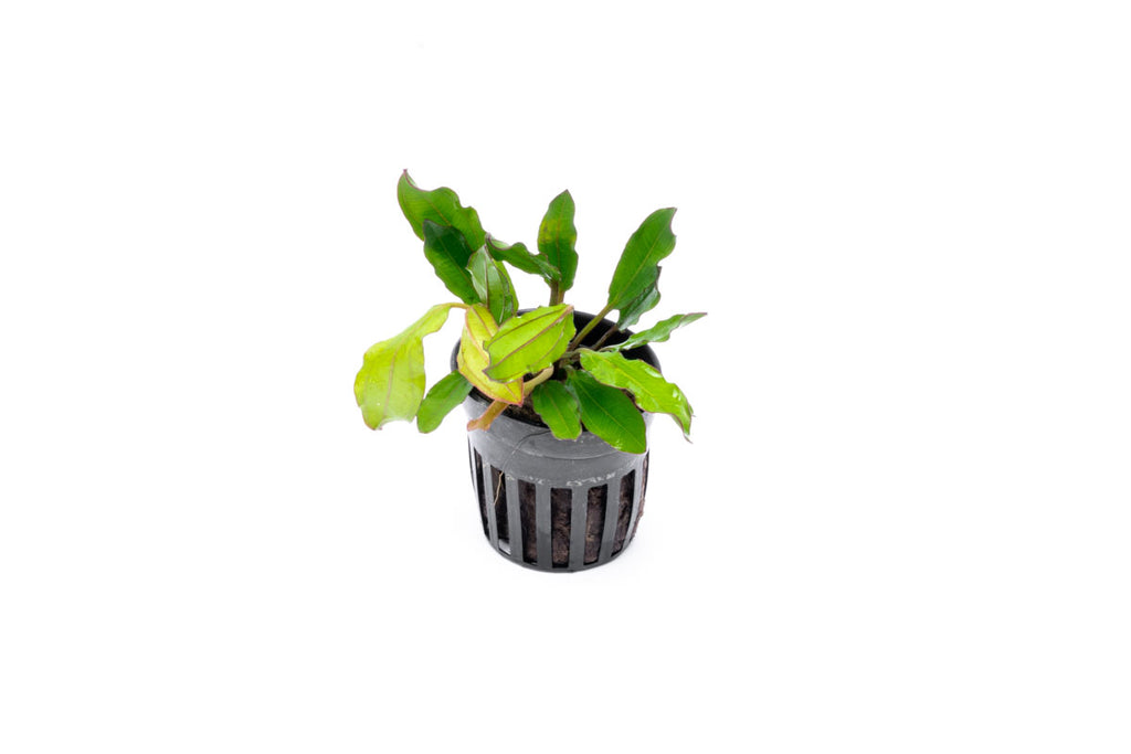 Echinodorus Green Chameleon Live Aquarium Aquatic Plant - Glass Aqua