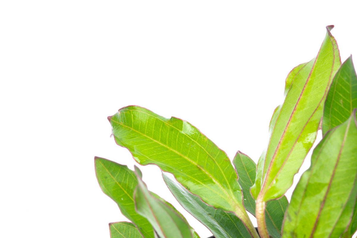 Echinodorus Green Chameleon Live Aquarium Aquatic Plant - Glass Aqua
