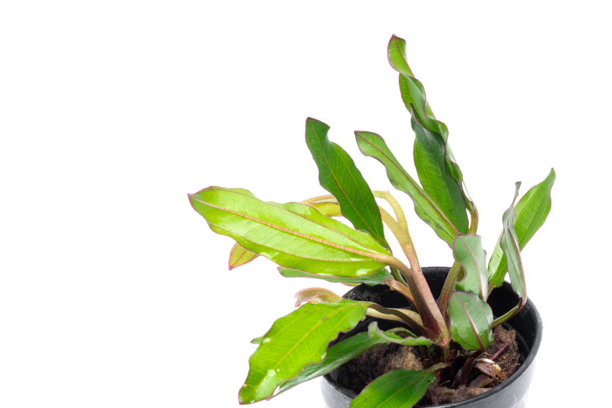 Echinodorus Green Chameleon Live Aquarium Aquatic Plant - Glass Aqua