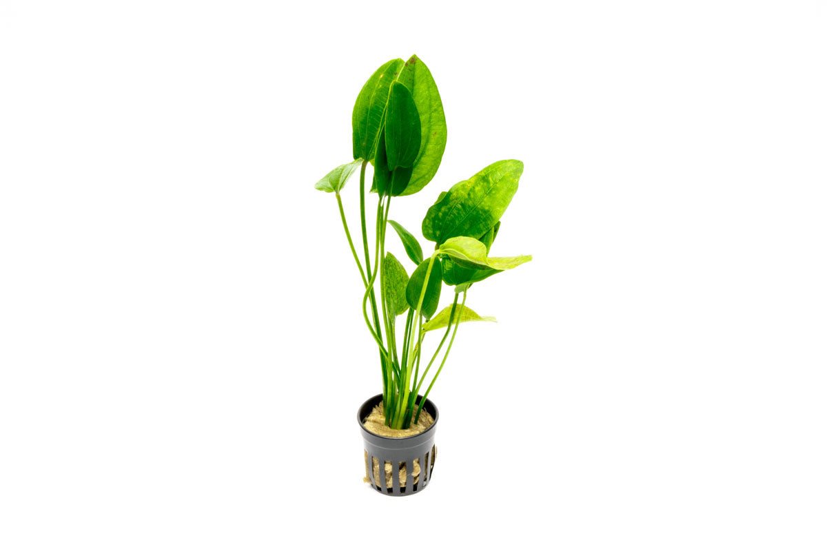 Echinodorus Tiger Green Amazon Sword Easy Beginner Aquarium Plant