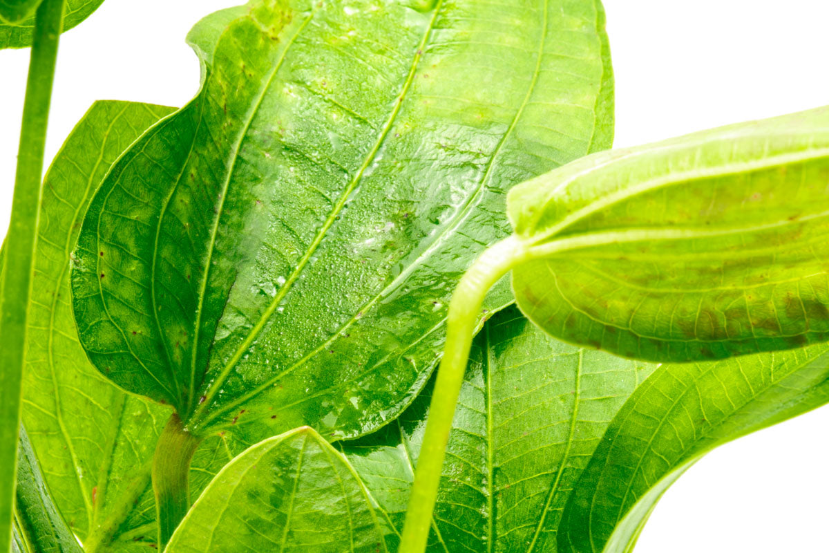 Echinodorus Tiger Green Amazon Sword Easy Beginner Aquarium Plant