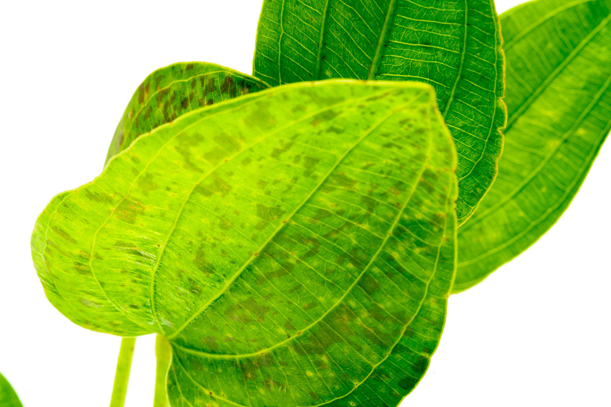 Echinodorus Tiger Green Amazon Sword Easy Beginner Aquarium Plant