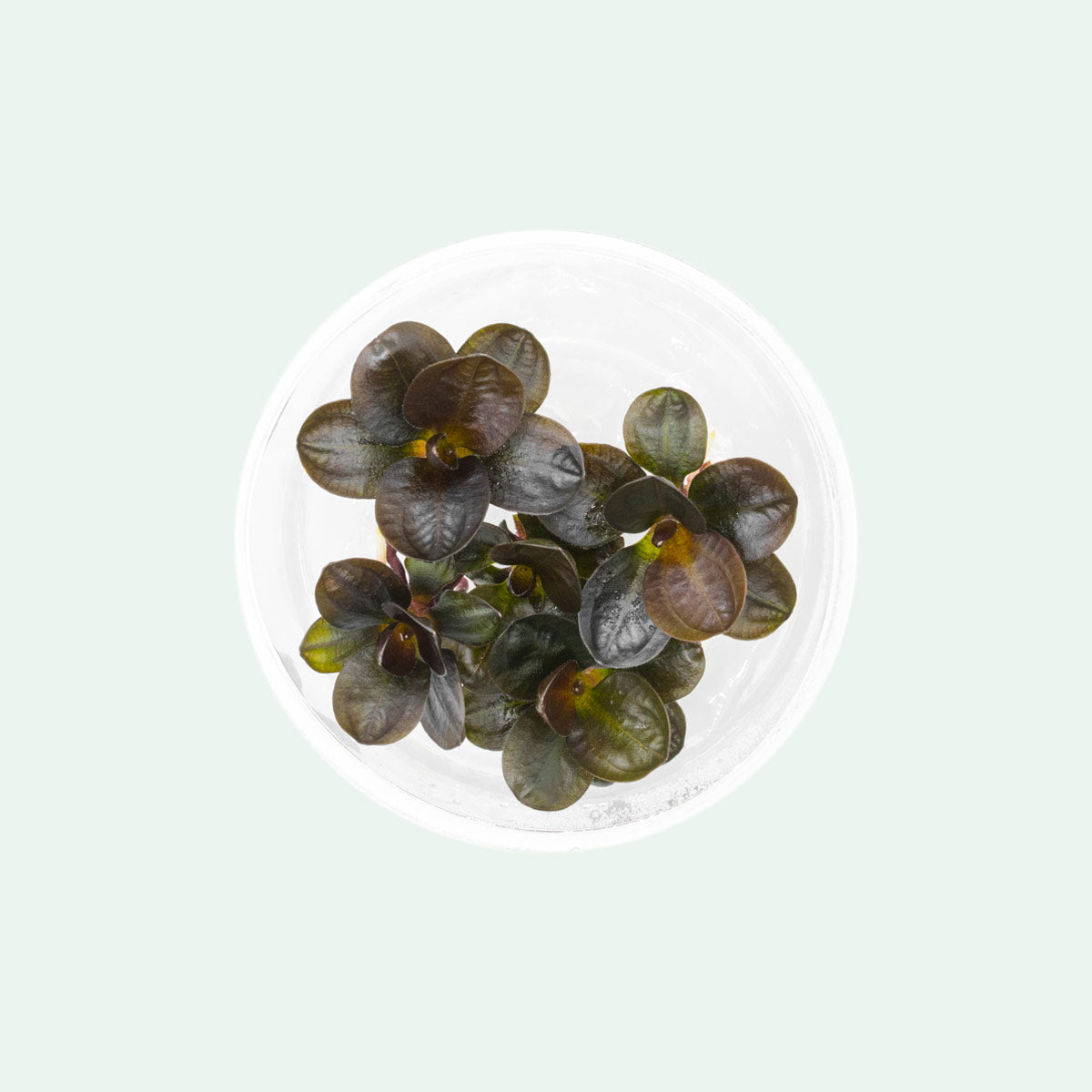 Shop Echinodorus Hadi Red Pearl Aquatic Plants - Glass Aqua