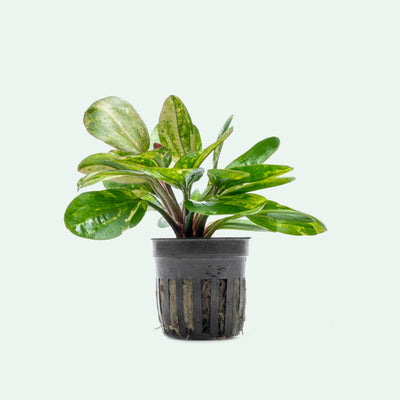 Echinodorus Hadi Red Pearl Variegated | Shop Aquatic Plants - Glass Aqua