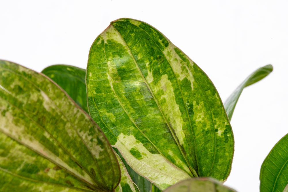 Echinodorus Hadi Red Pearl Variegated | Shop Aquatic Plants - Glass Aqua