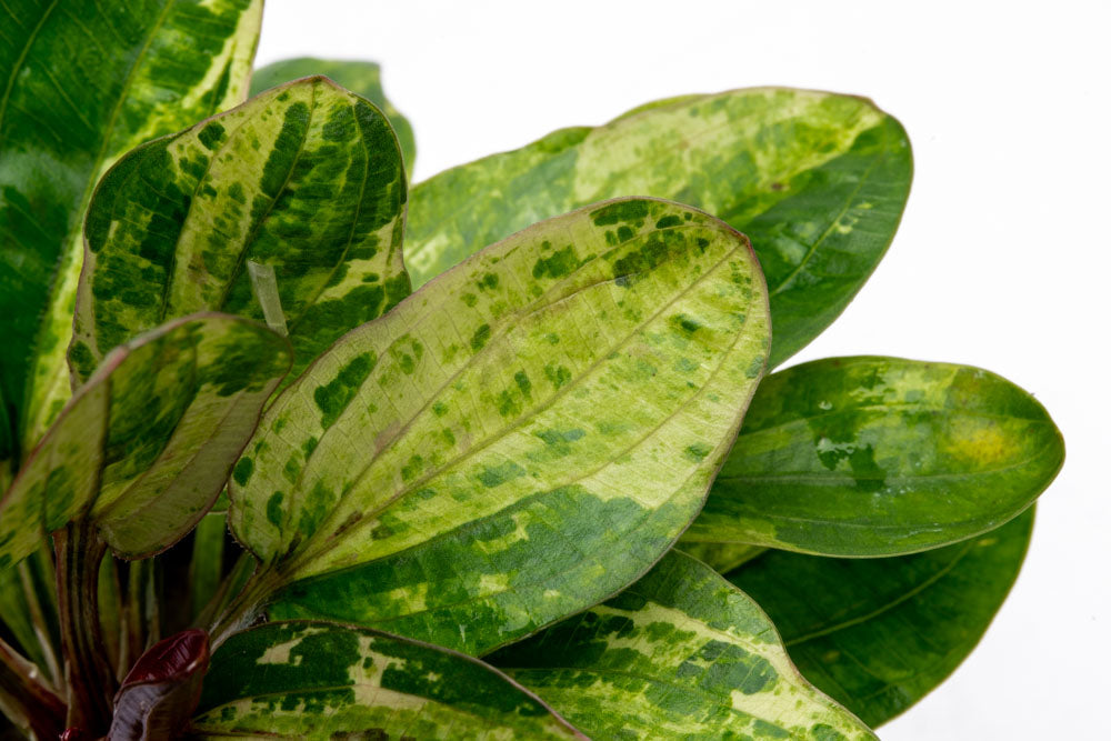 Echinodorus Hadi Red Pearl Variegated | Shop Aquatic Plants - Glass Aqua
