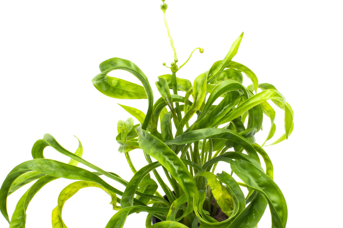 Helanthium Vesuvius - Glass Aqua