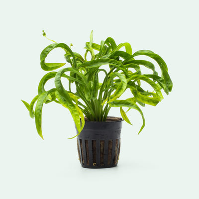 Helanthium Vesuvius - Glass Aqua