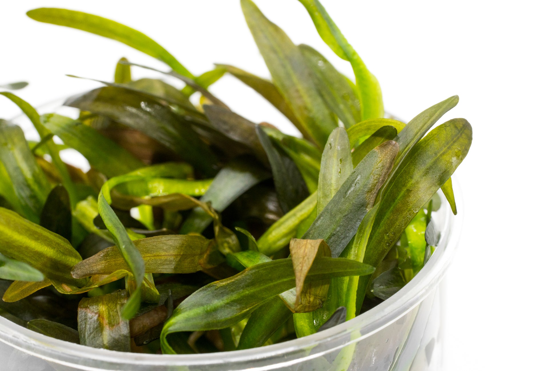 Shop Echinodorus Horemanii Red Aquatic Plants - Glass Aqua