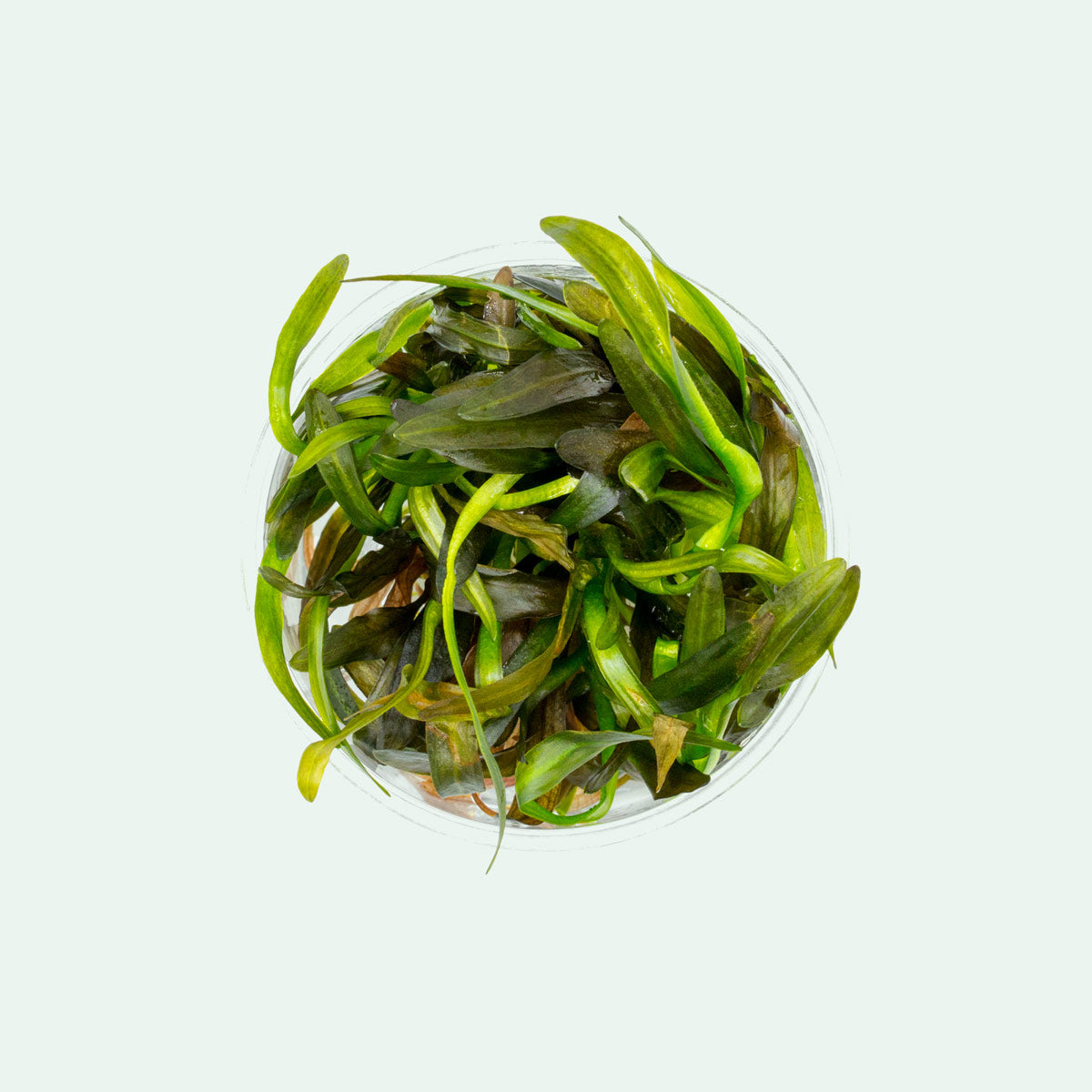 Shop Echinodorus Horemanii Red Aquatic Plants - Glass Aqua